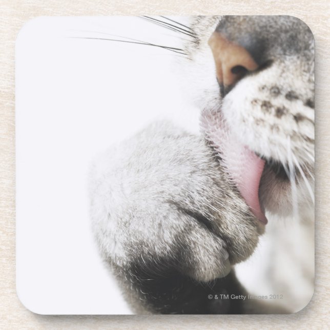 Cat cleaning paw coaster (Front)
