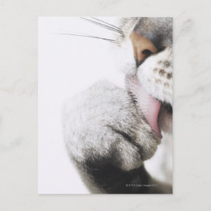 Cat cleaning paw postcard