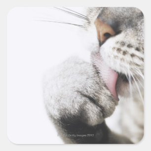 Cat cleaning paw square sticker