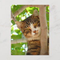 Cat Climbing a Tree