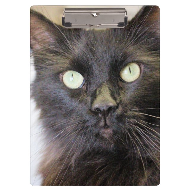 Cat   clipboard (Front)