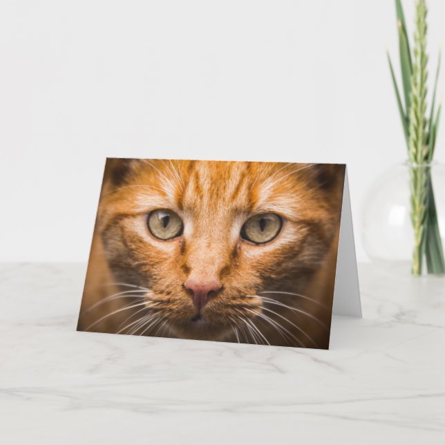Cat Close-Up customisable greeting card (Front)