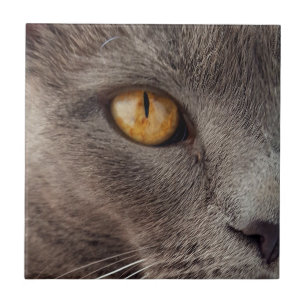Cat Close up Decorative Tile