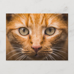 Cat Close-Up postcard
