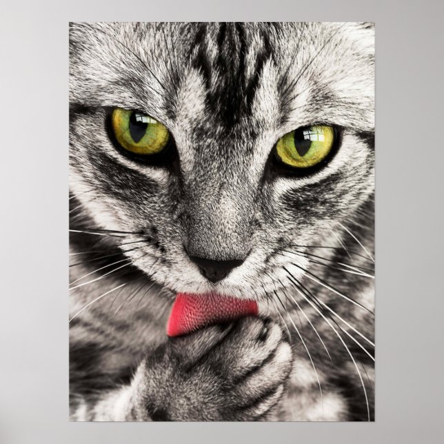 Cat Close Up Poster (Front)
