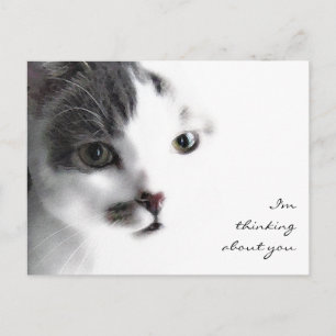 Cat Close-up Thinking About You Postcard