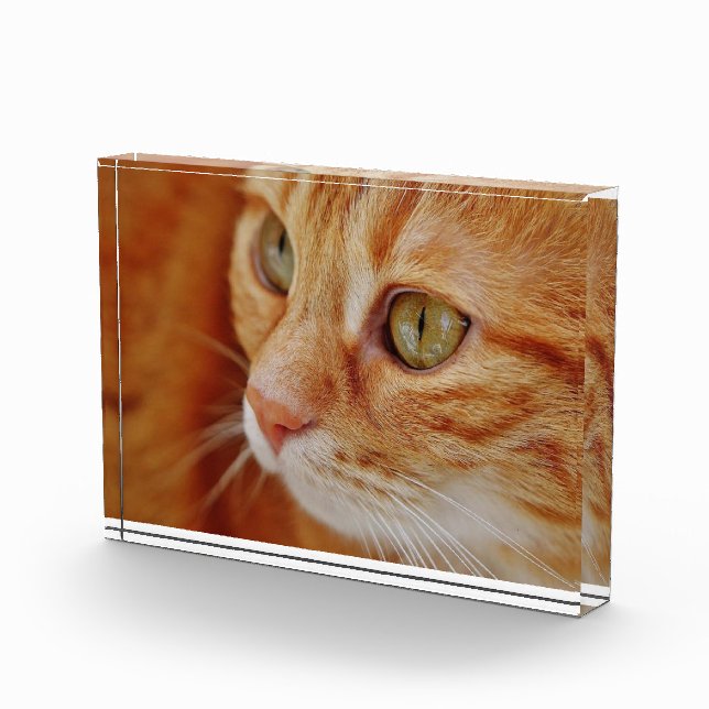 Cat closeup photo (Right)