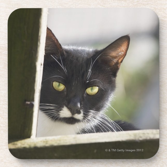 Cat Coaster (Front)