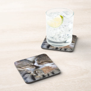 Cat Coasters
