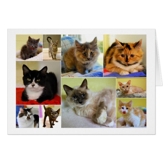 Cat Collage Birthday Card
