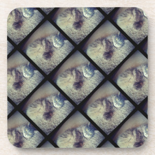 Cat Collage by Shirley Taylor Coaster