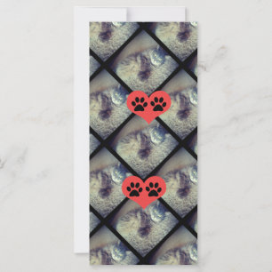 Cat Collage with PawPrints by Shirley Taylor