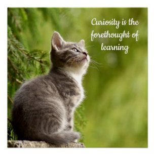 Cat Curiosity Poster