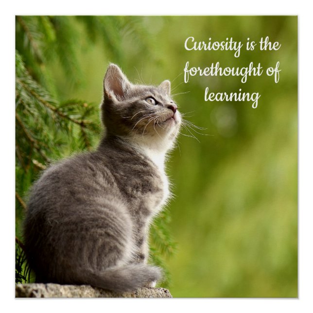 Cat Curiosity Poster (Front)