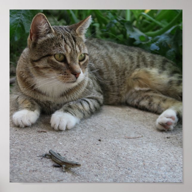 cat, cute, pet, grey, furry, domestic, feline, you poster (Front)