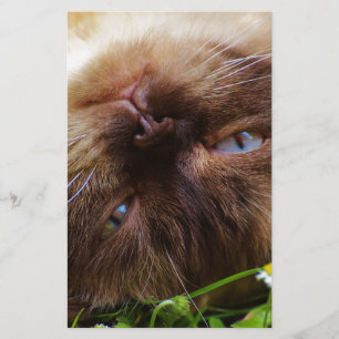 cat cute pet purr meow eyes face macro close grace stationery