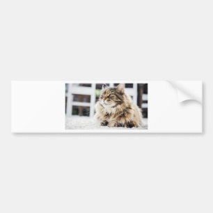 Cat deep in thought bumper sticker
