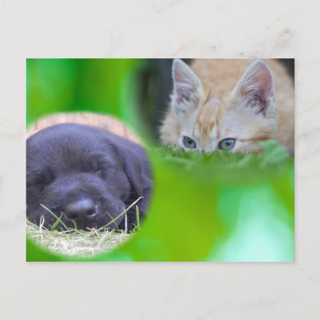 Cat & Dog Postcard (Front)