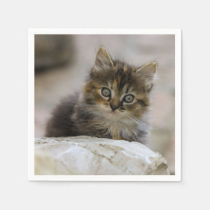 Cat, Domestic cat, Animal Napkin