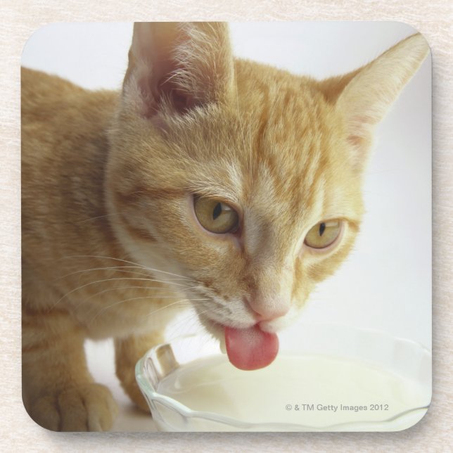 Cat drinking milk coaster (Front)