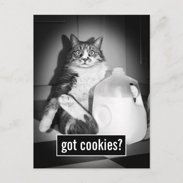 Cat Drinking Milk From Jug Invitation Postcard (Front)