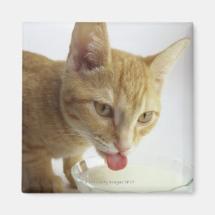 Cat drinking milk magnet