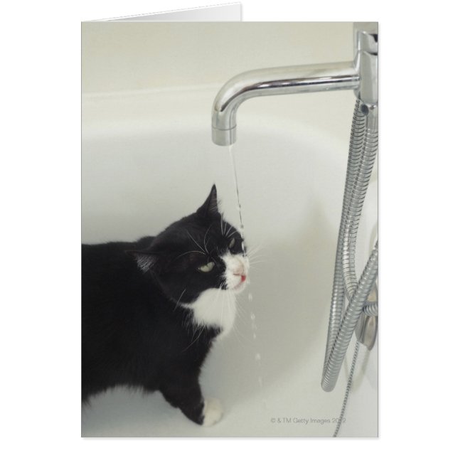 Cat Drinking Water Dripping From A Tap (Front)
