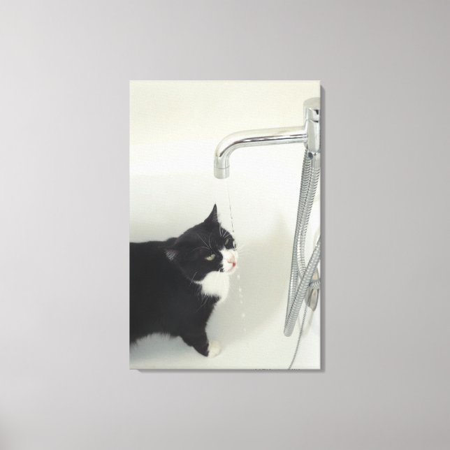 Cat Drinking Water Dripping From A Tap Canvas Print (Front)