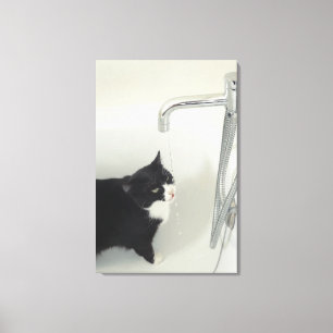 Cat Drinking Water Dripping From A Tap Canvas Print