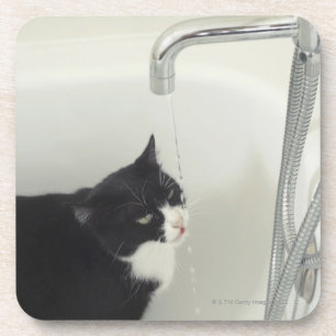 Cat Drinking Water Dripping From A Tap Coaster