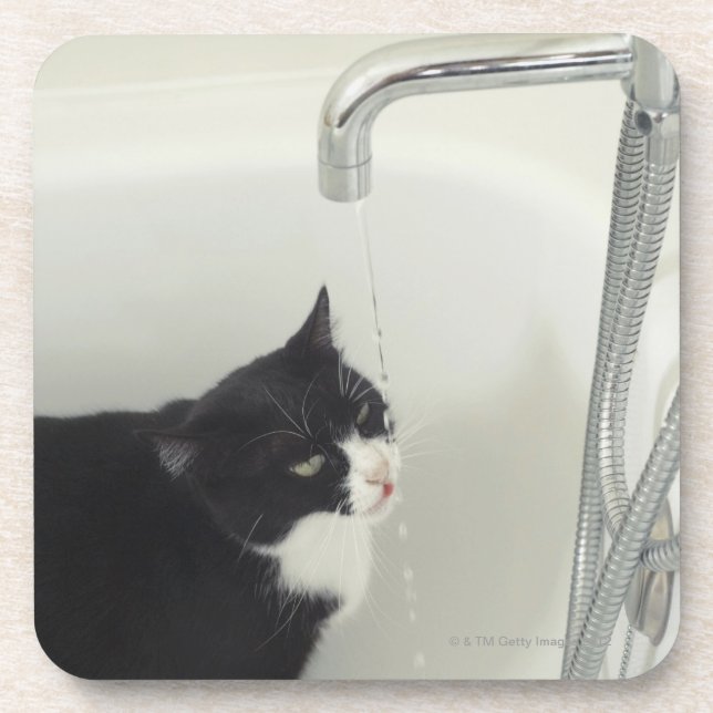 Cat Drinking Water Dripping From A Tap Coaster (Front)