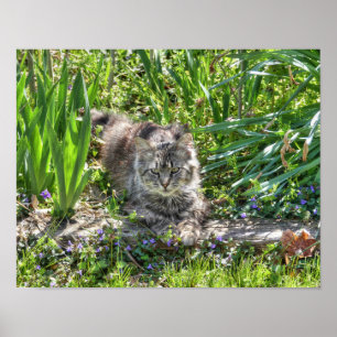 Cat During Eclipse Poster