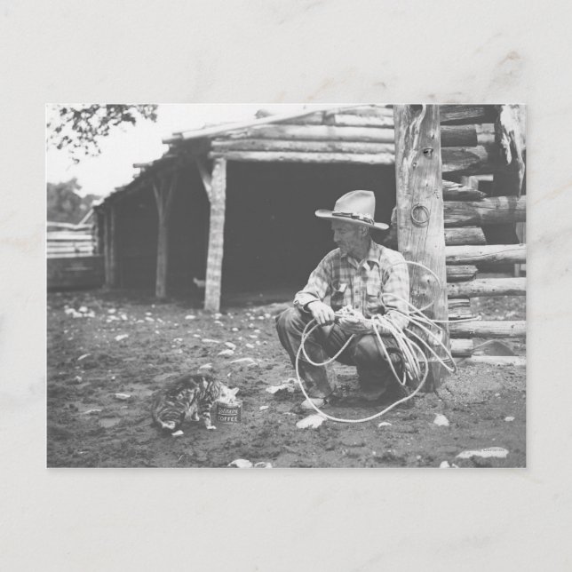 Cat eating out of a coffee can. postcard (Front)