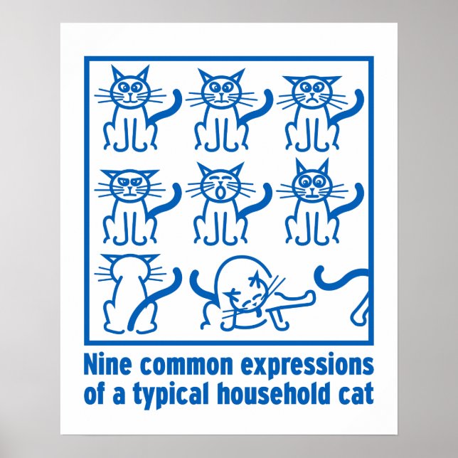 Cat Expressions poster (Front)