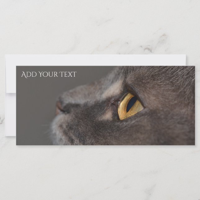 Cat Eye-Macro by Shirley Taylor (Front)