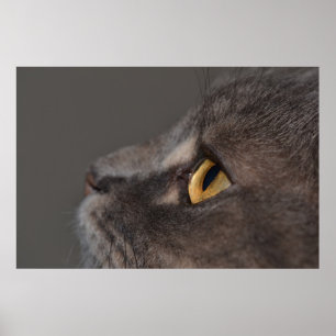 Cat Eye-Macro by Shirley Taylor Poster