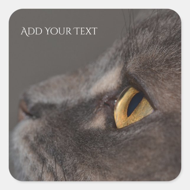 Cat Eye-Macro by Shirley Taylor Square Sticker (Front)