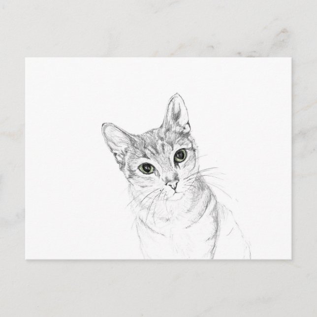 Cat Eyes A Pencil Drawing Postcard (Front)