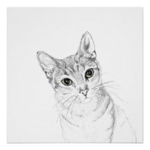 Cat Eyes A Pencil Drawing