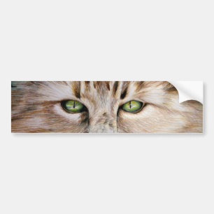 Cat Eyes Bumper Sticker