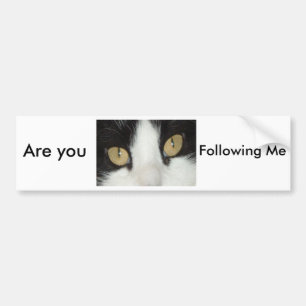 Cat Eyes Bumper Sticker