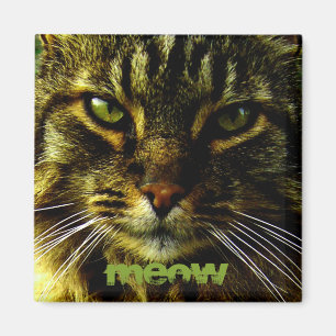 Cat Eyes Hypnotising Photo Magnet