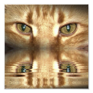 Cat Eyes Photo Print