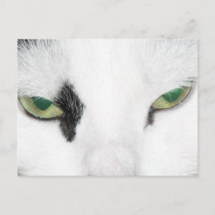Cat Eyes Postcard
