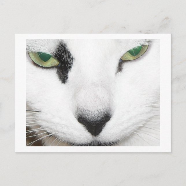 Cat Eyes Postcard (Front)