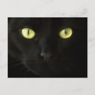 Cat Eyes postcard