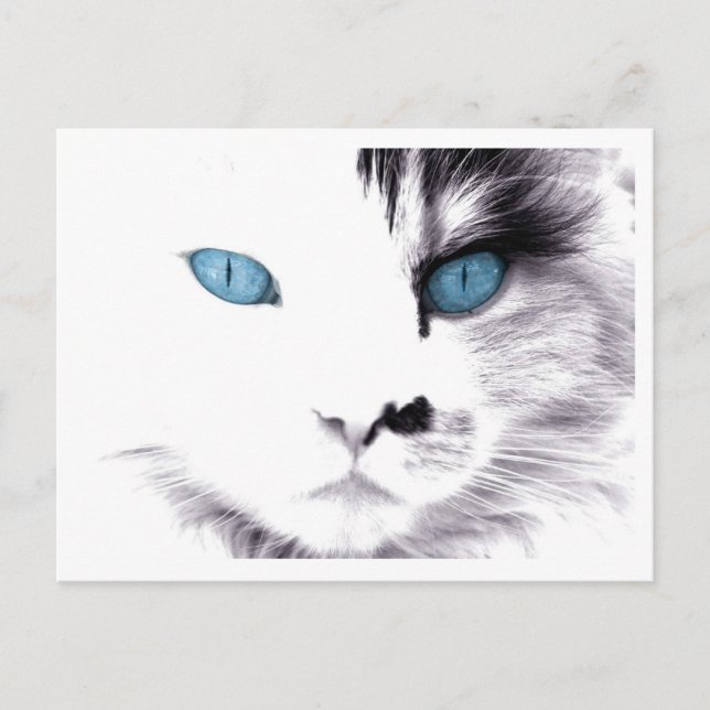 Cat Eyes Postcards (Front)