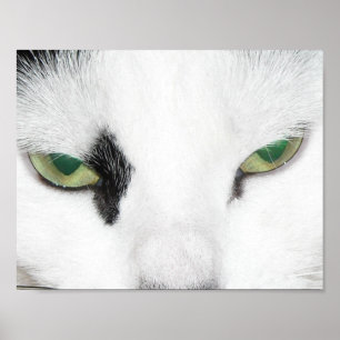 Cat Eyes Poster