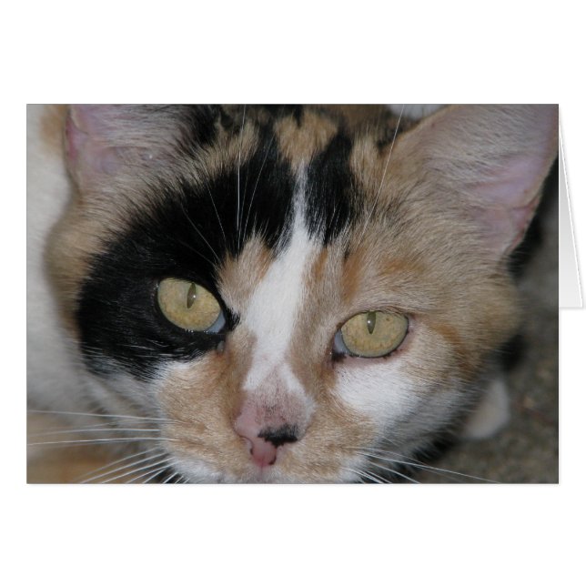 Cat Face (Front Horizontal)