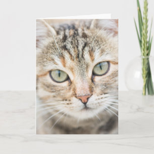 Cat face card